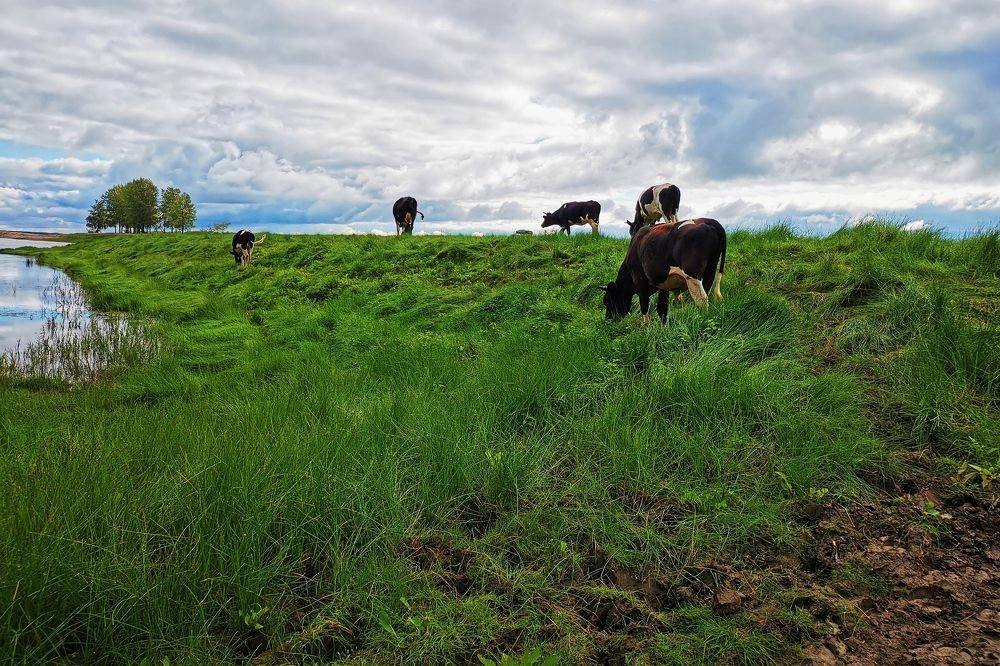 Коровы на лугу.