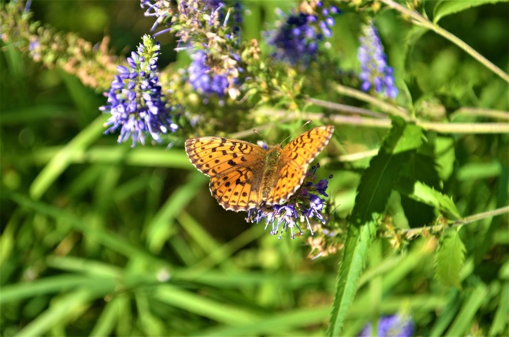 Photograph by Тамара Павлова