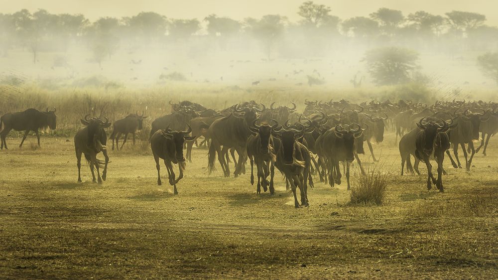 Photograph by Soumen Ghosh