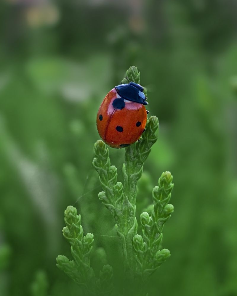 Photograph by Татьяна Гринько