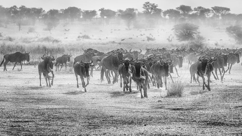 Photograph by Soumen Ghosh