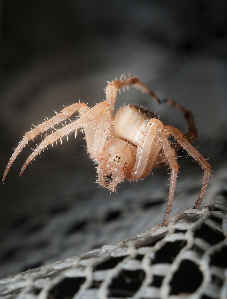 Фотография автора Олесь Парицкий