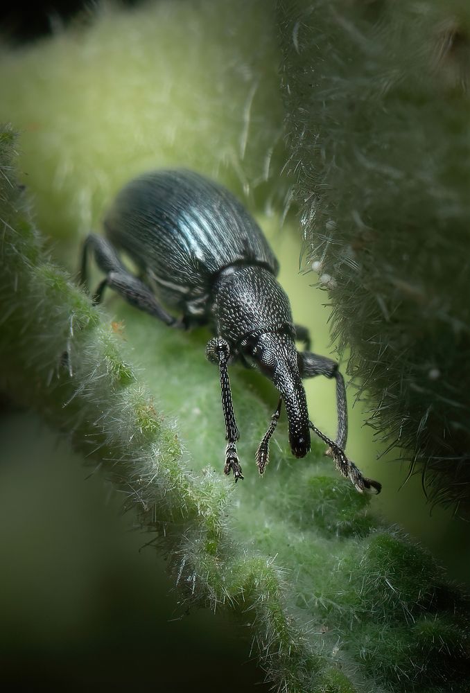 Photograph by Олесь Парицкий