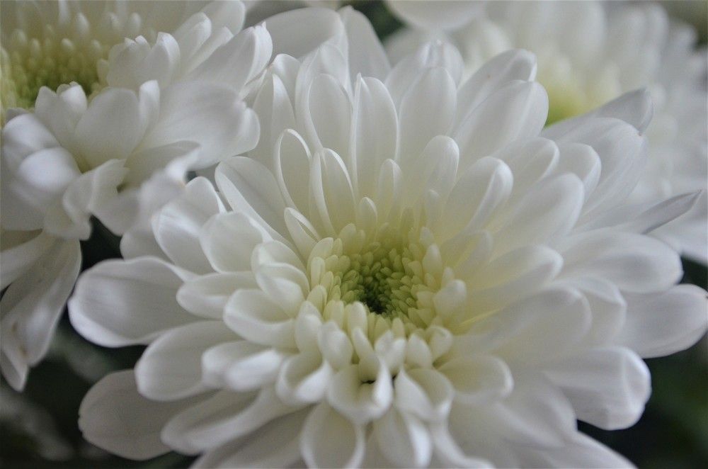 Photograph by Тамара Павлова