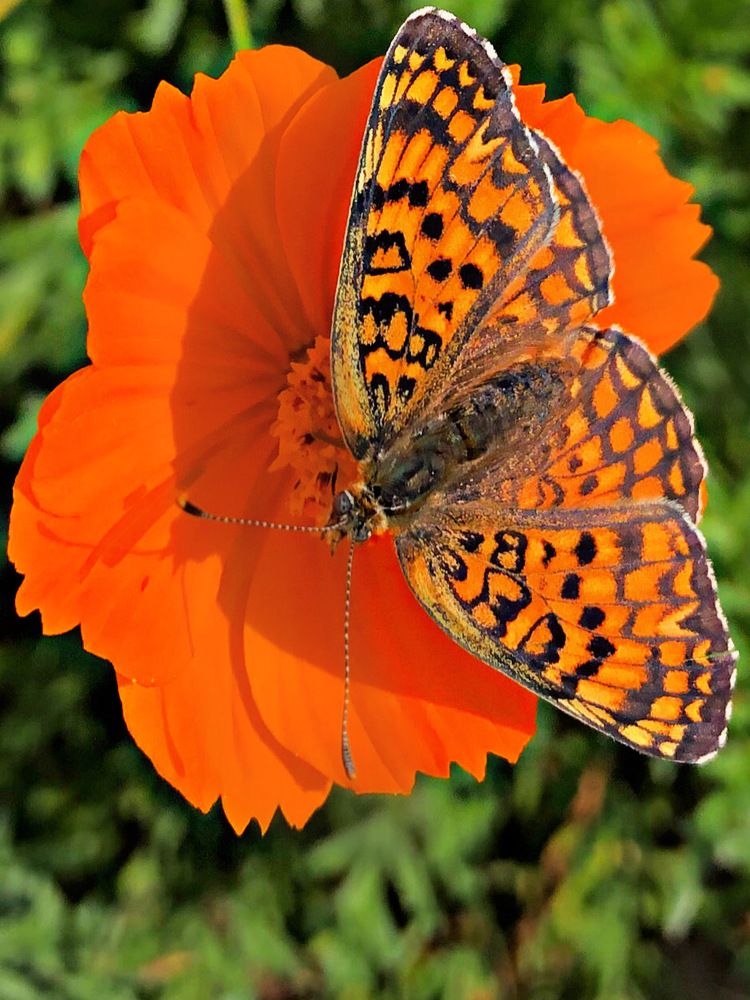 Orange summertime