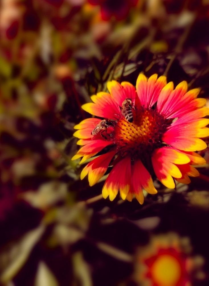 Photograph by Vesna Petkoska