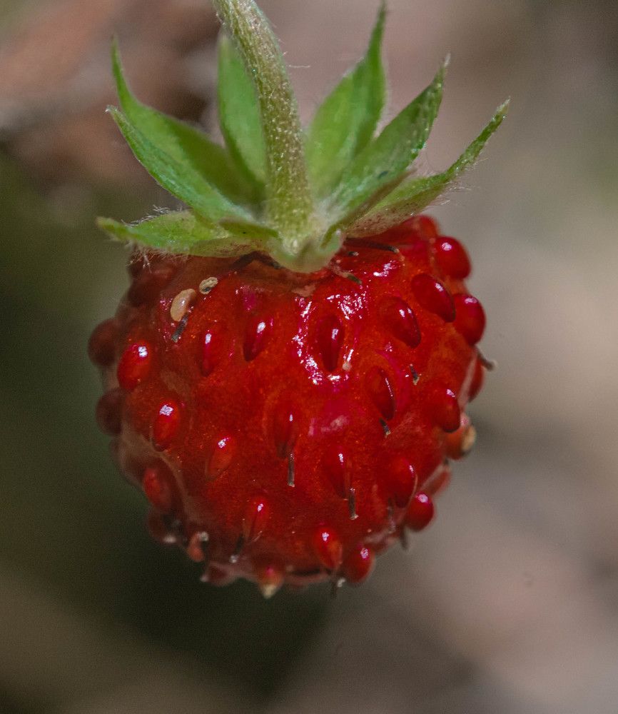 Фотография автора Екатерина Счасная