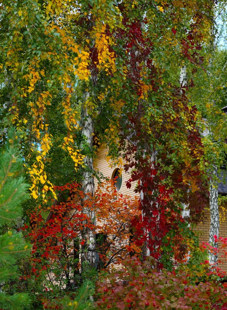 Осеннее разноцветие