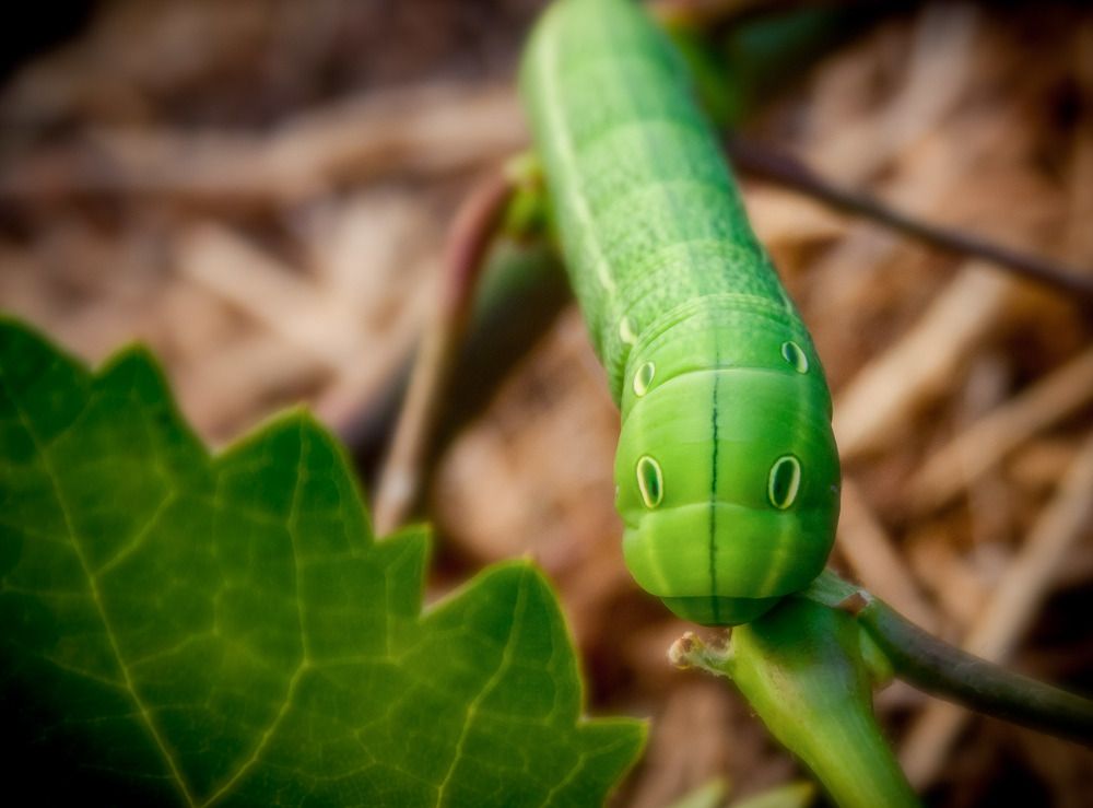 Фотография автора Omar Sanad