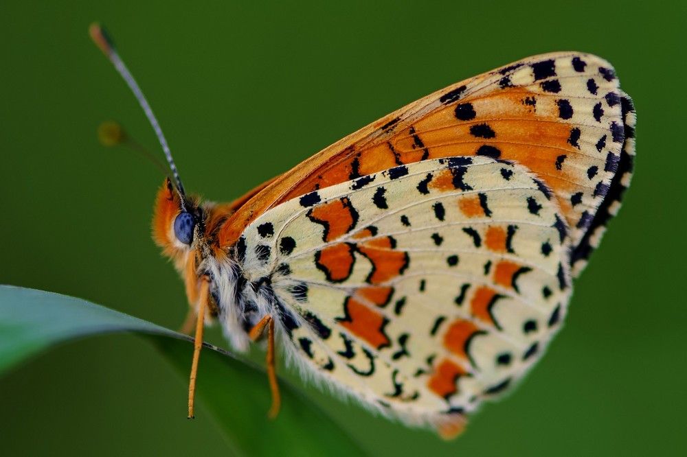 Photograph by Александр Грищенко