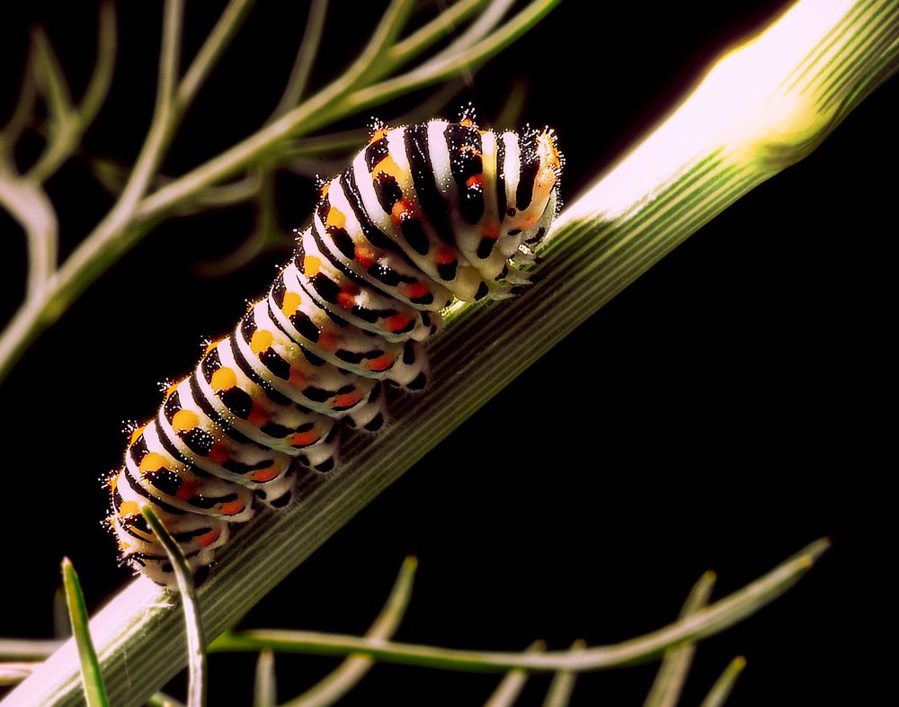 Photograph by Mladen Dizdar