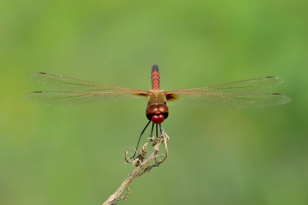 Dragonfly on a perch