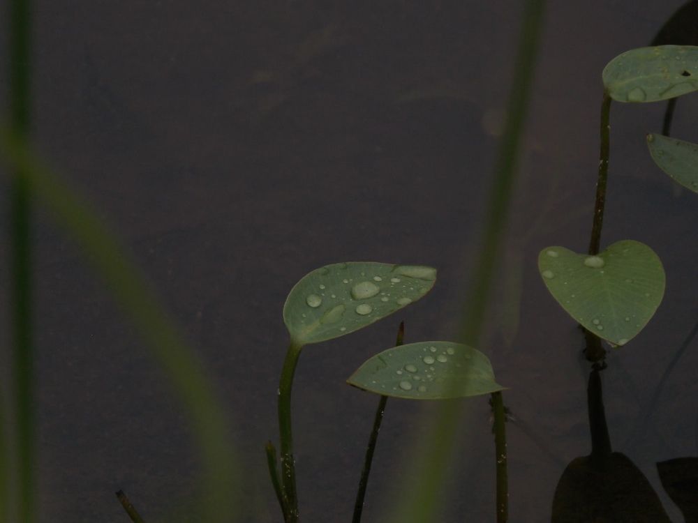Фотография автора Антонина Клементьева