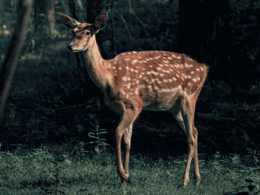 Photograph by Юрий Хашев
