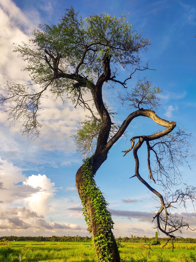 Photograph by Asamanj Maiti