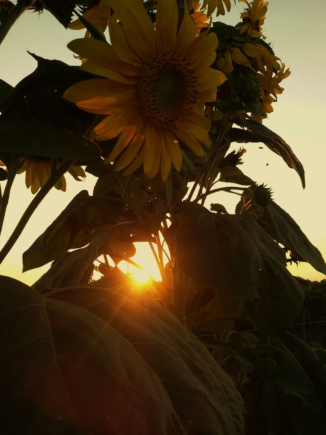 Photo #6500964
