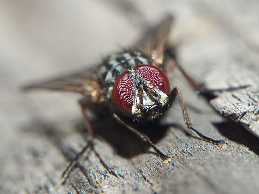 Photograph by Евгения Чепурная