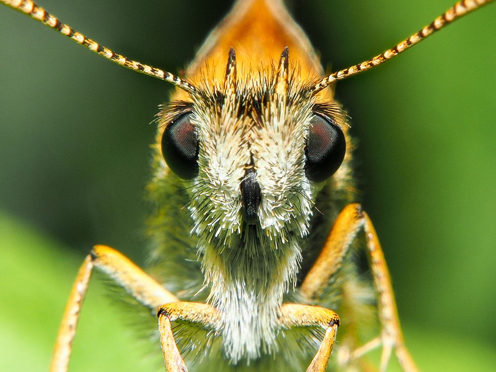 Photograph by Евгения Чепурная