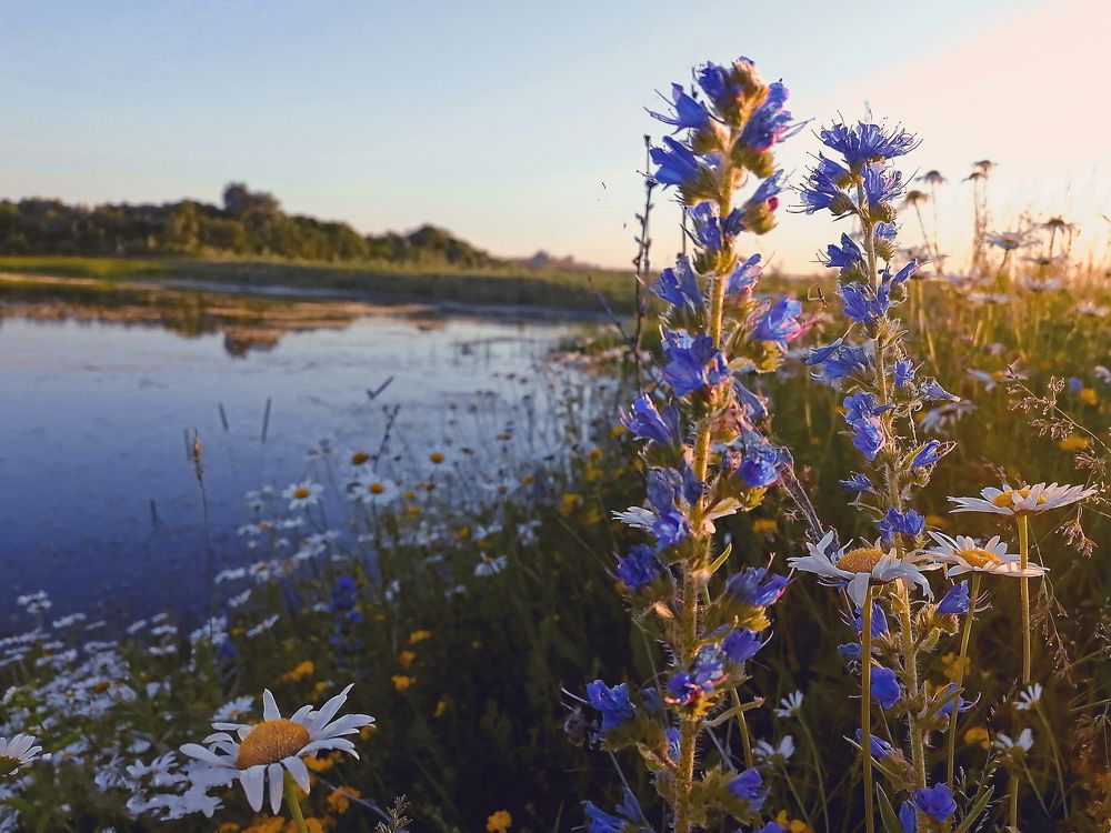 Фотография автора Елена Савельева