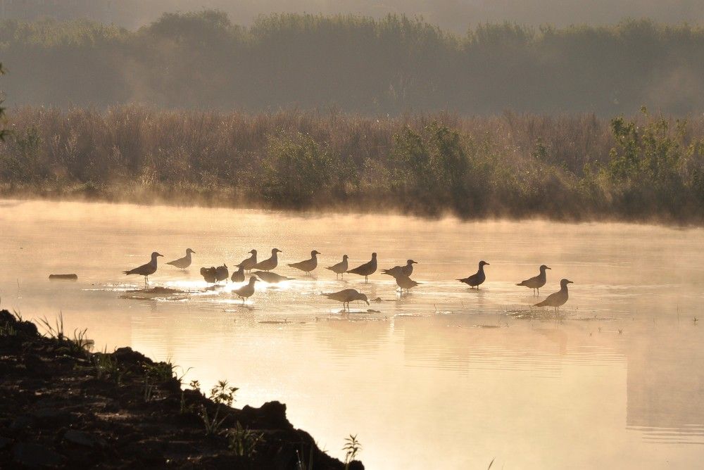 Чайки. Рассвет.
