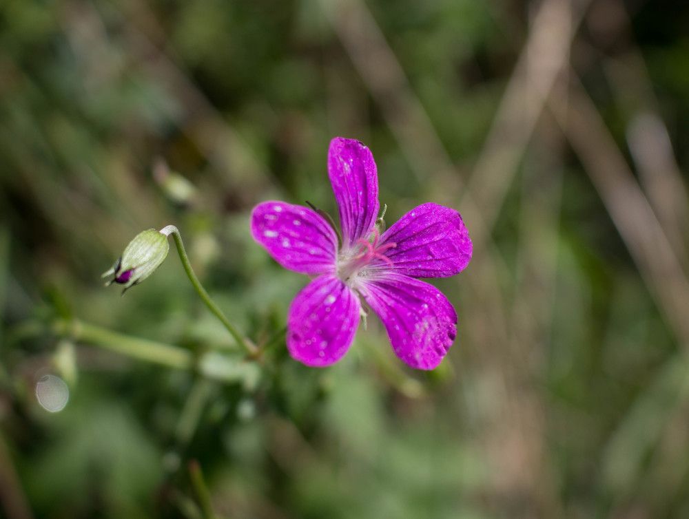 Photograph by Полина Белокопытова