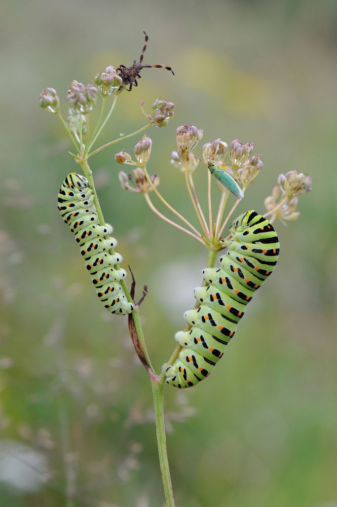 Встречая утро.