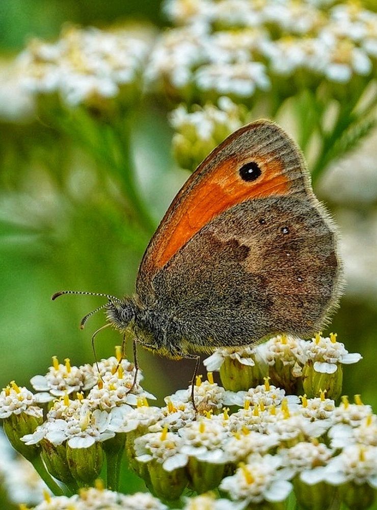 Photograph by Ольга Ларизадех