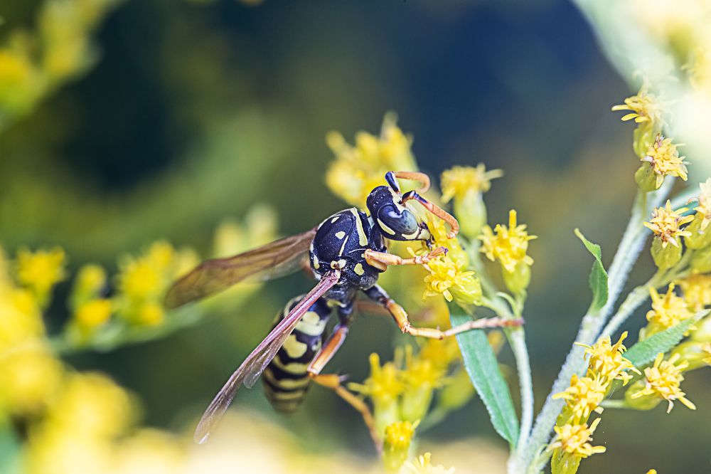 Photograph by Галина Шарапова