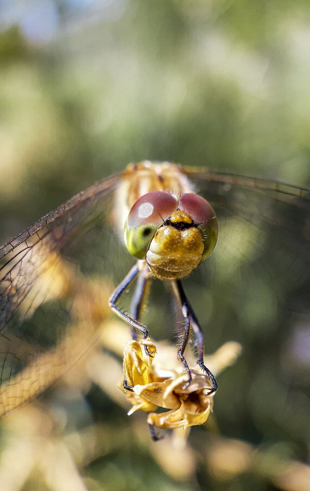 Фотография автора Nedai Eftekhari