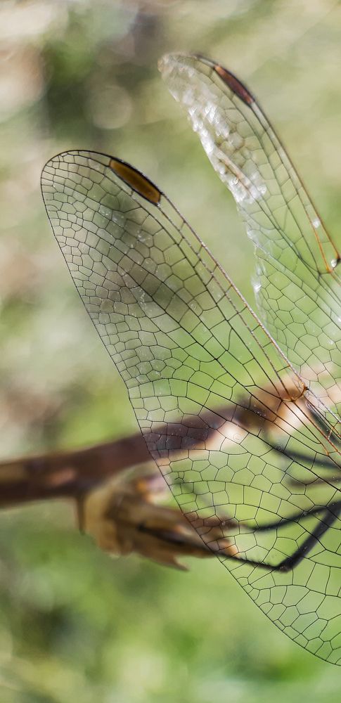 Фотография автора Nedai Eftekhari