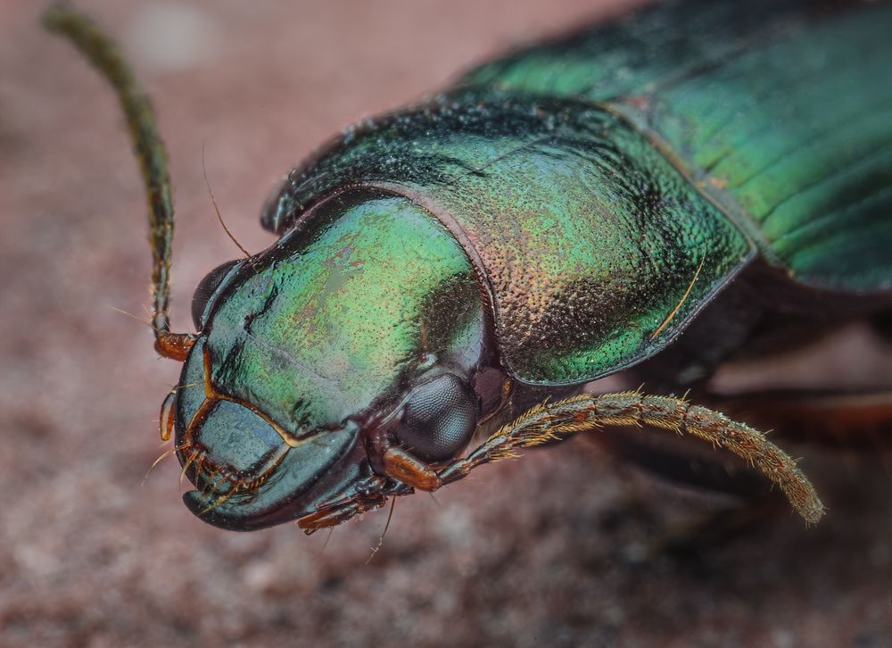 Photograph by Сергей Алтуфьев