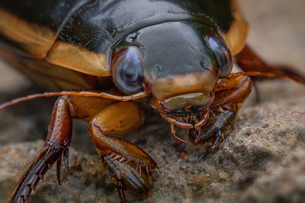 Photograph by Сергей Алтуфьев