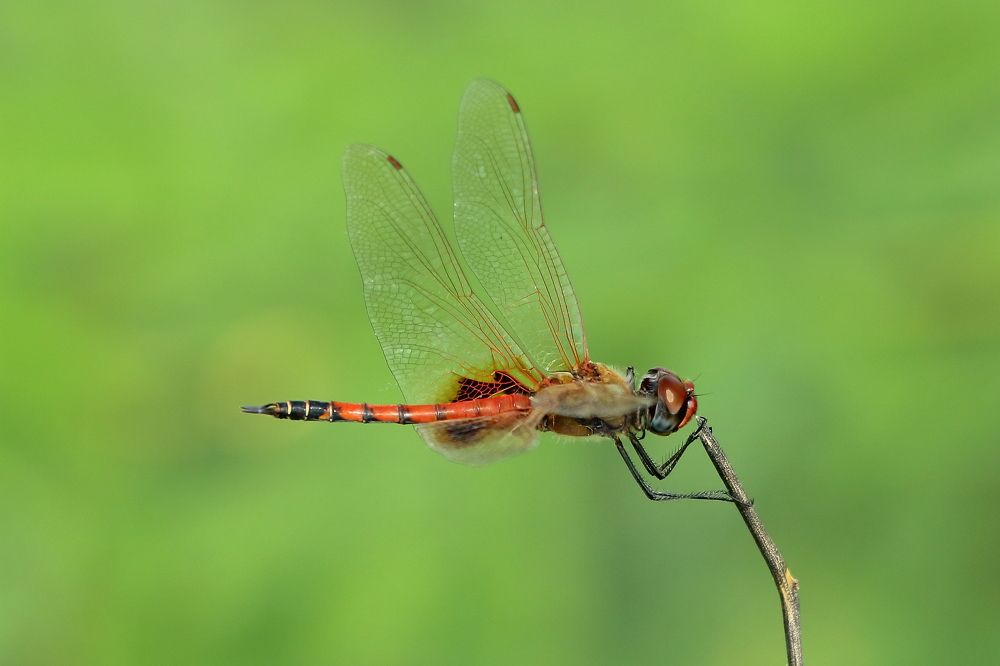 Dragonfly on a Stick