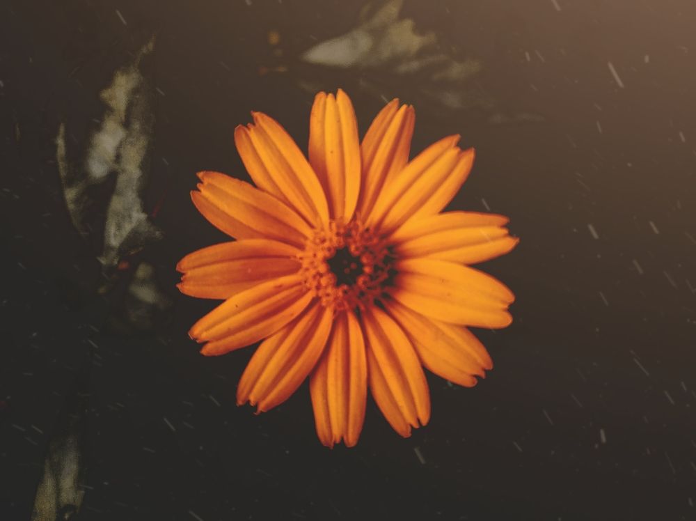 Flower macro photography.