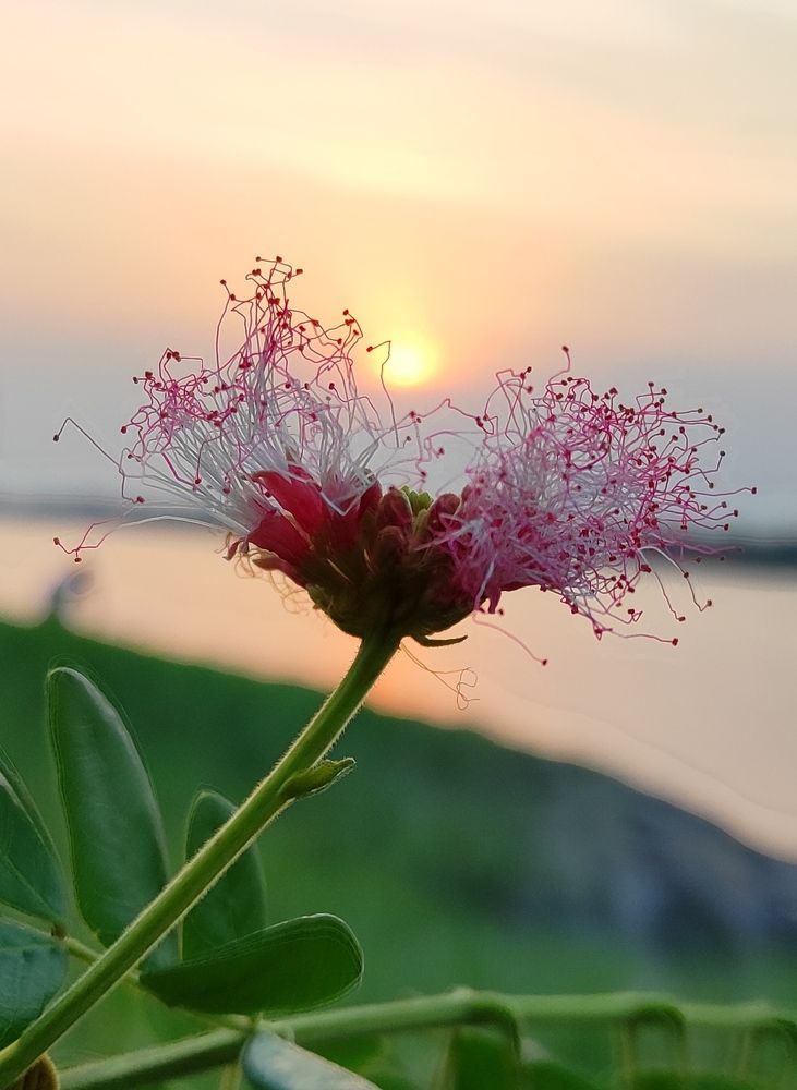 A Beautiful macro photo with sun.
