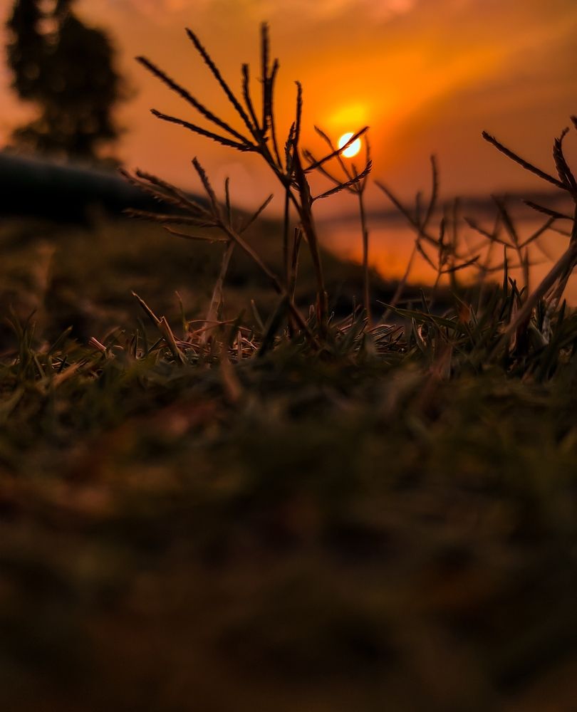 A Beautiful macro photo with sun.