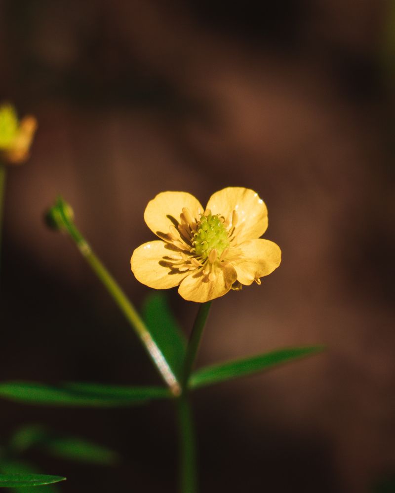 Цветок Лютик