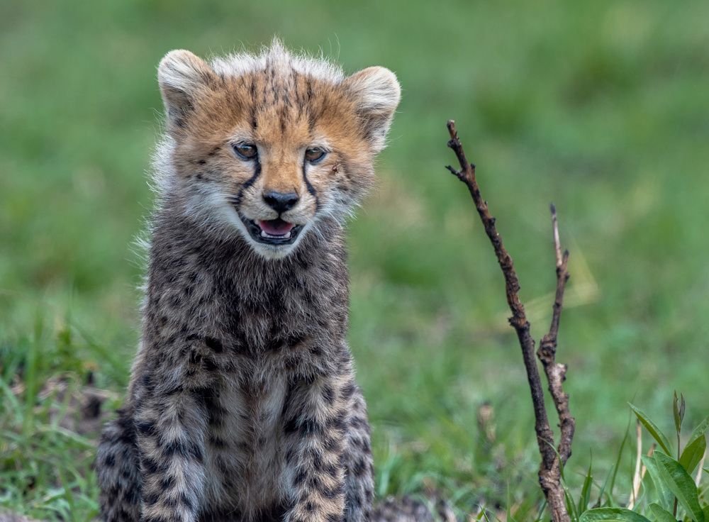 Фотография автора Sajeev Krishnan