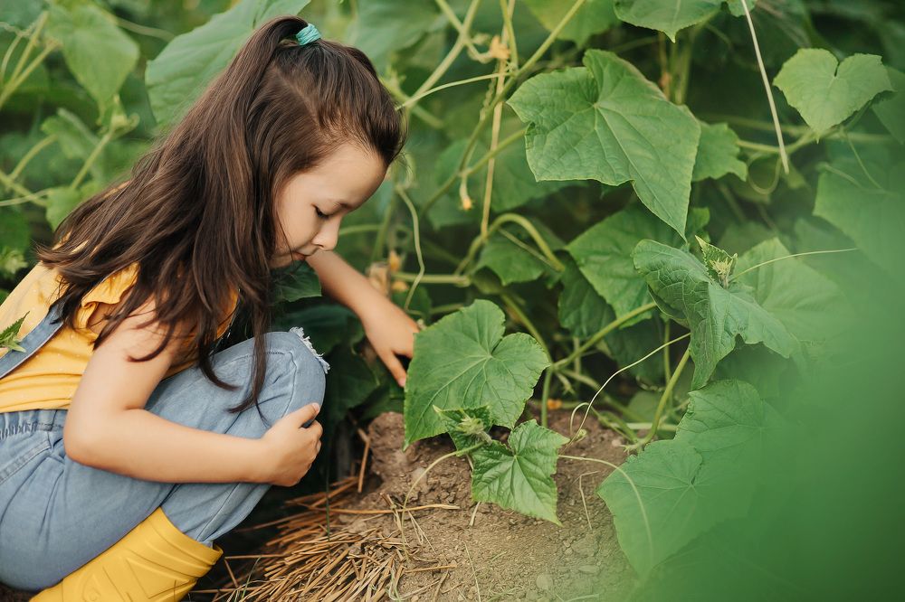 Дачный сезон