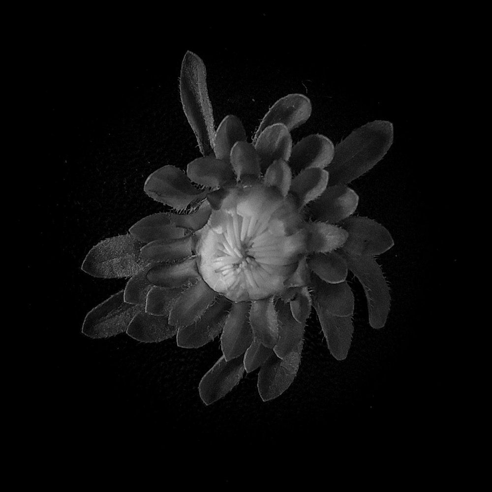 Photograph by Tamara Klimenko