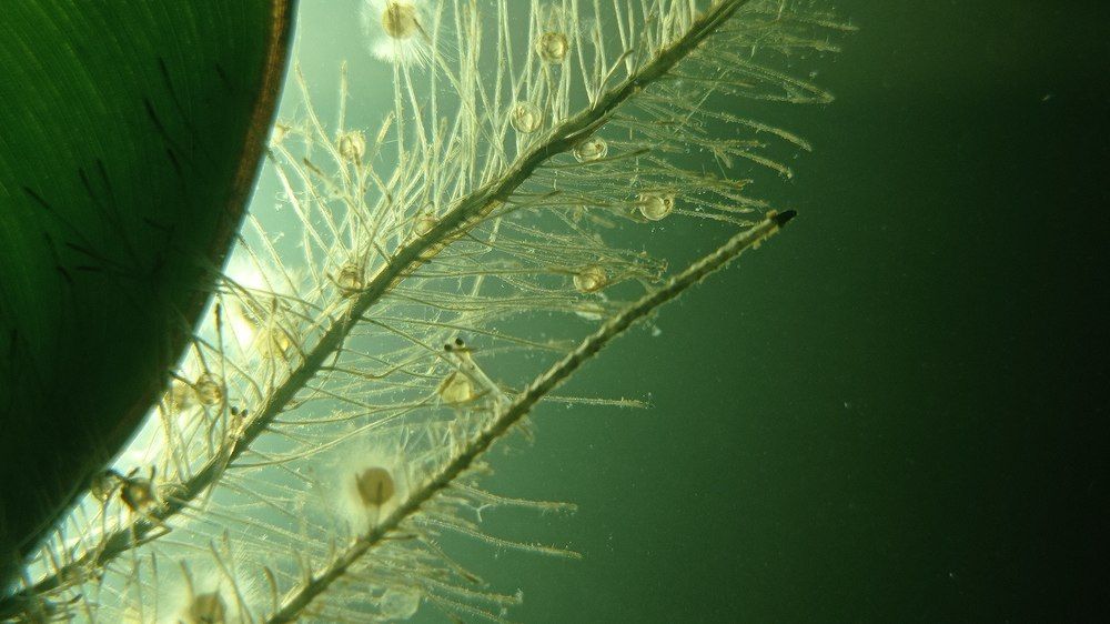 Photograph by Baraya Rocky