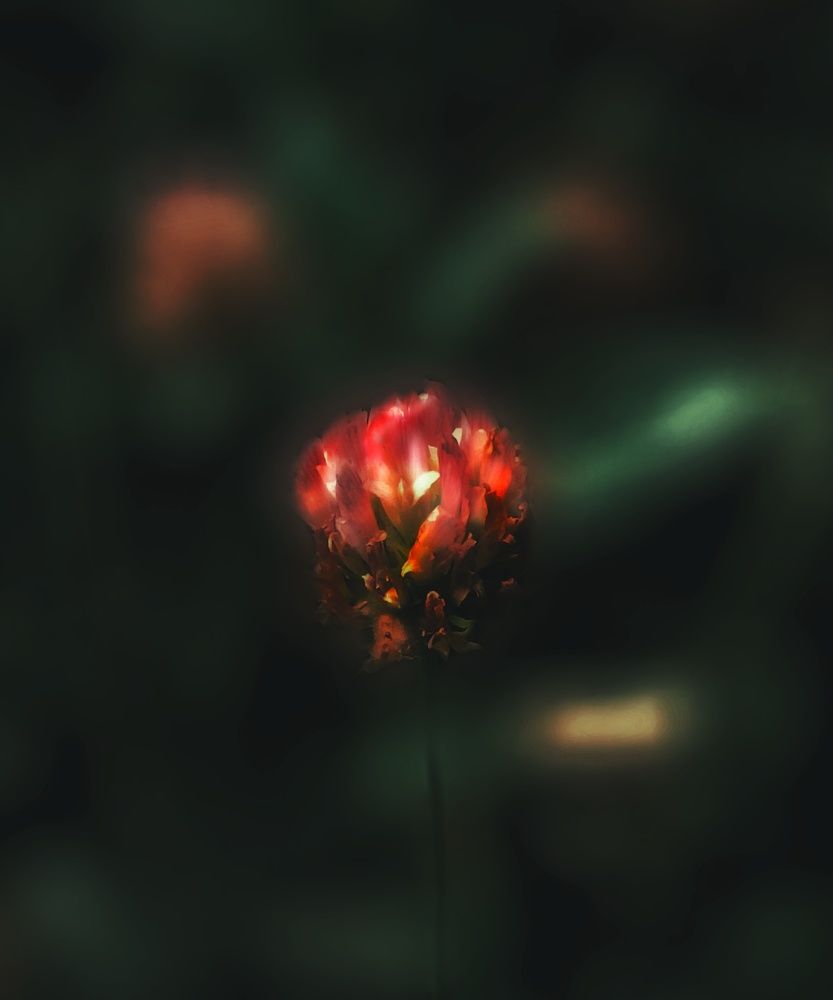 Photograph by Hannaneh Akhoondi