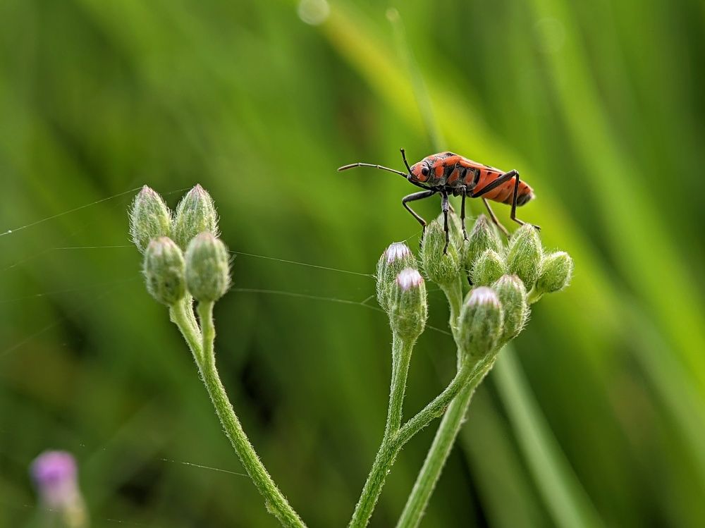 Photograph by Faiyal Ahmed