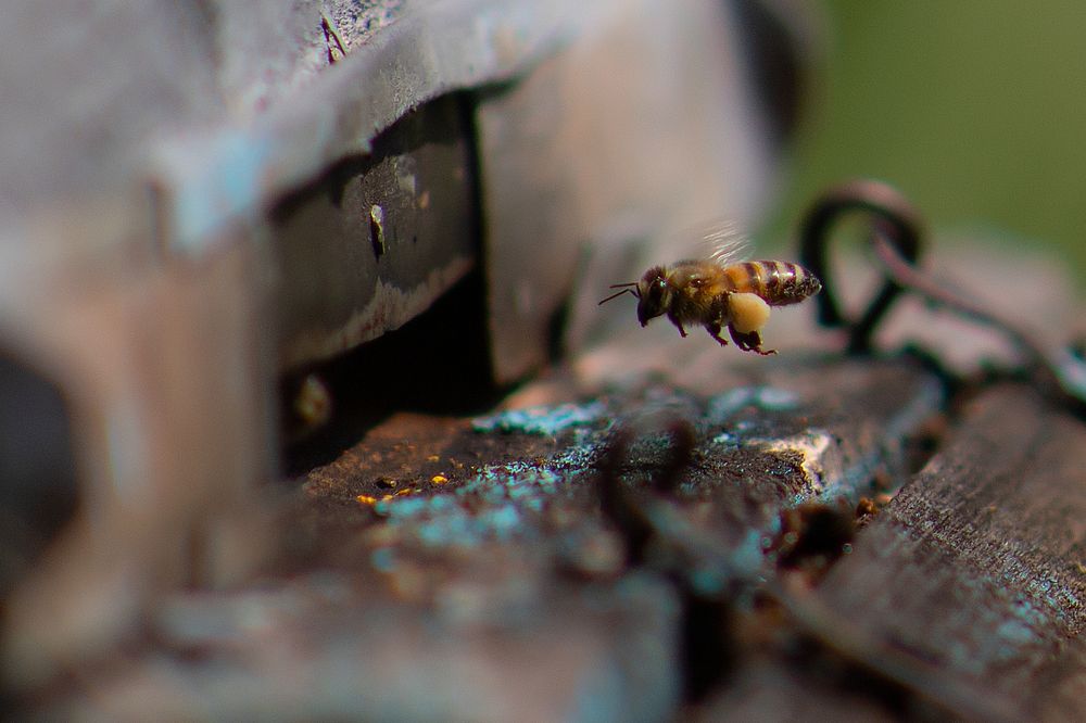 Пчела с пыльцой