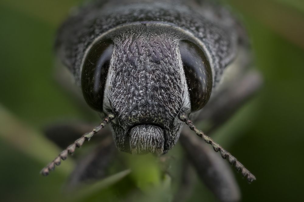 Photograph by Susanjit Saha