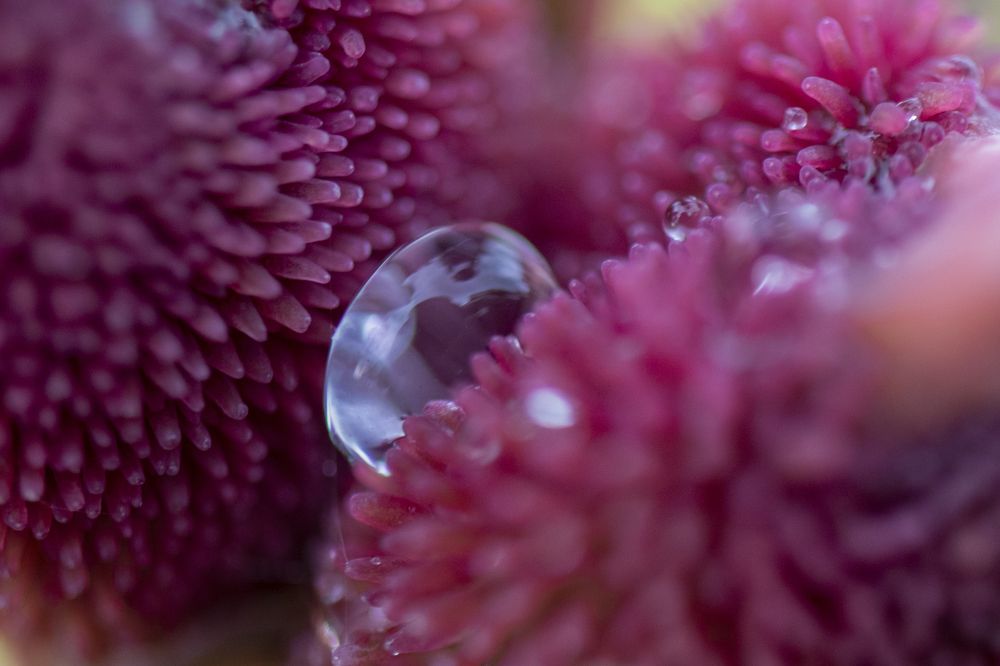 Photograph by Susanjit Saha