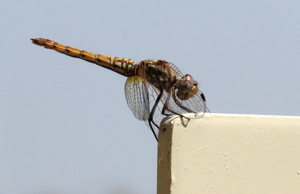 Photograph by Drora Baharal