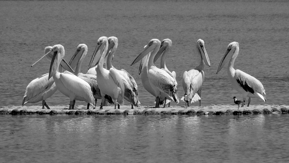 Photograph by Drora Baharal