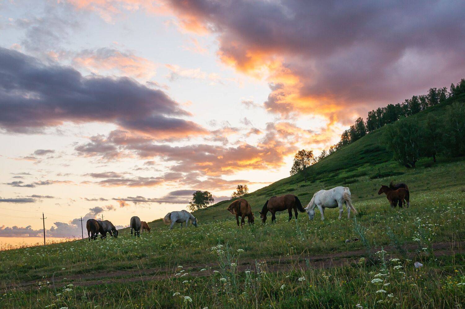 лошади на закате