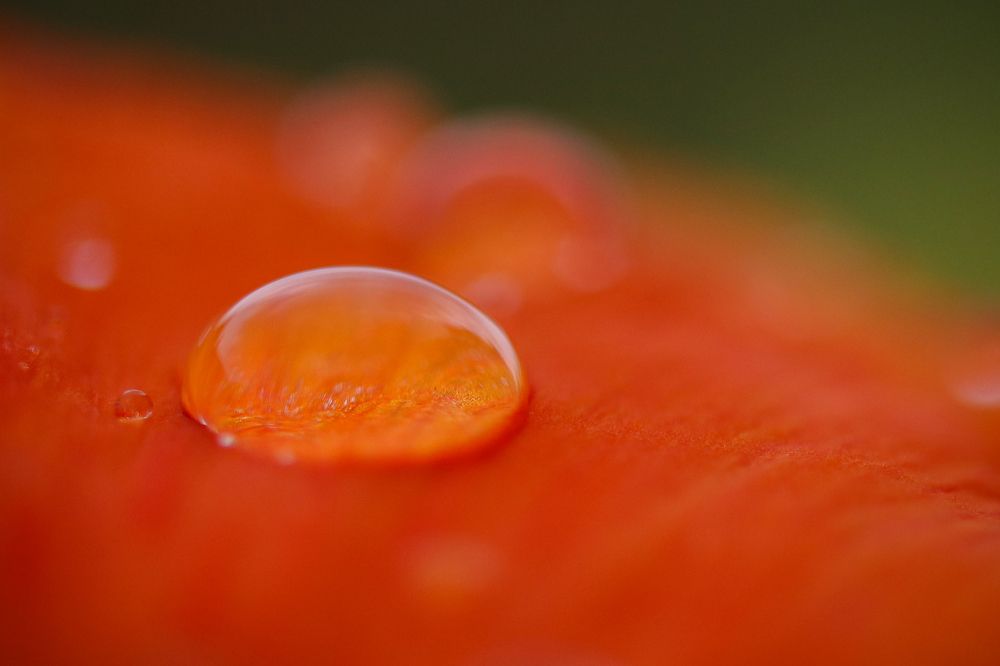 Photograph by Susanjit Saha